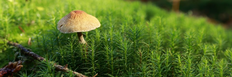 Im Einsatz für die Beschäftigten in der Land- und Forstwirtschaft 